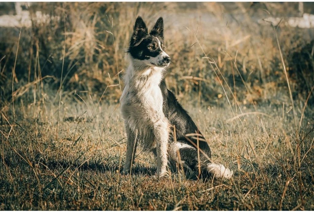 Rukia des Lacs de la Cote d'Argent