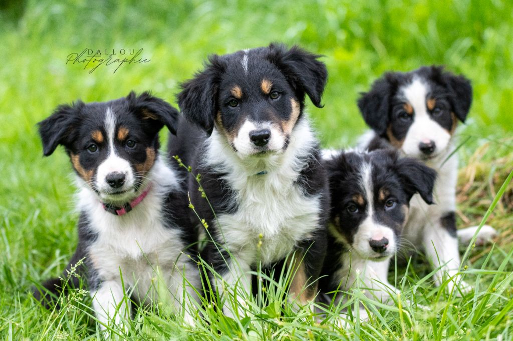 chiot Border Collie Des Dunes De Gascogne