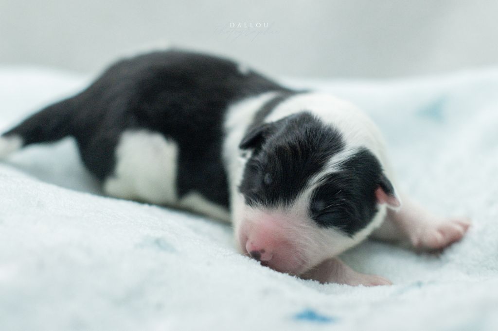 Des Dunes De Gascogne - Chiot disponible  - Border Collie