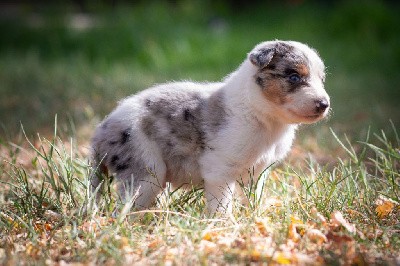 Un bel inuit