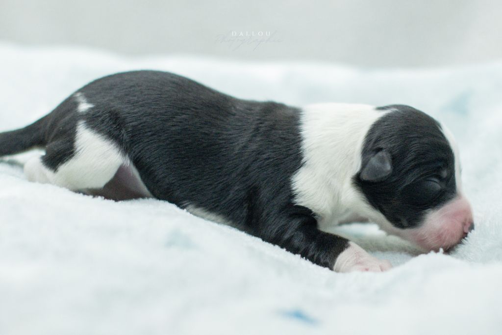 Des Dunes De Gascogne - Chiot disponible  - Border Collie