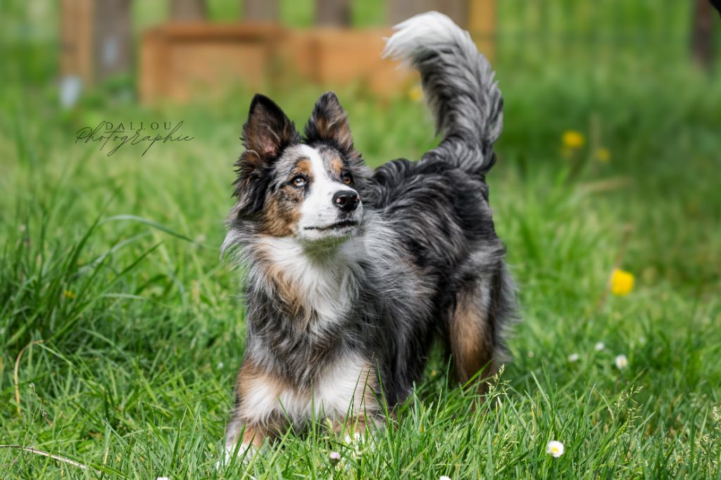 Mitsuki des Lacs de la Cote d'Argent