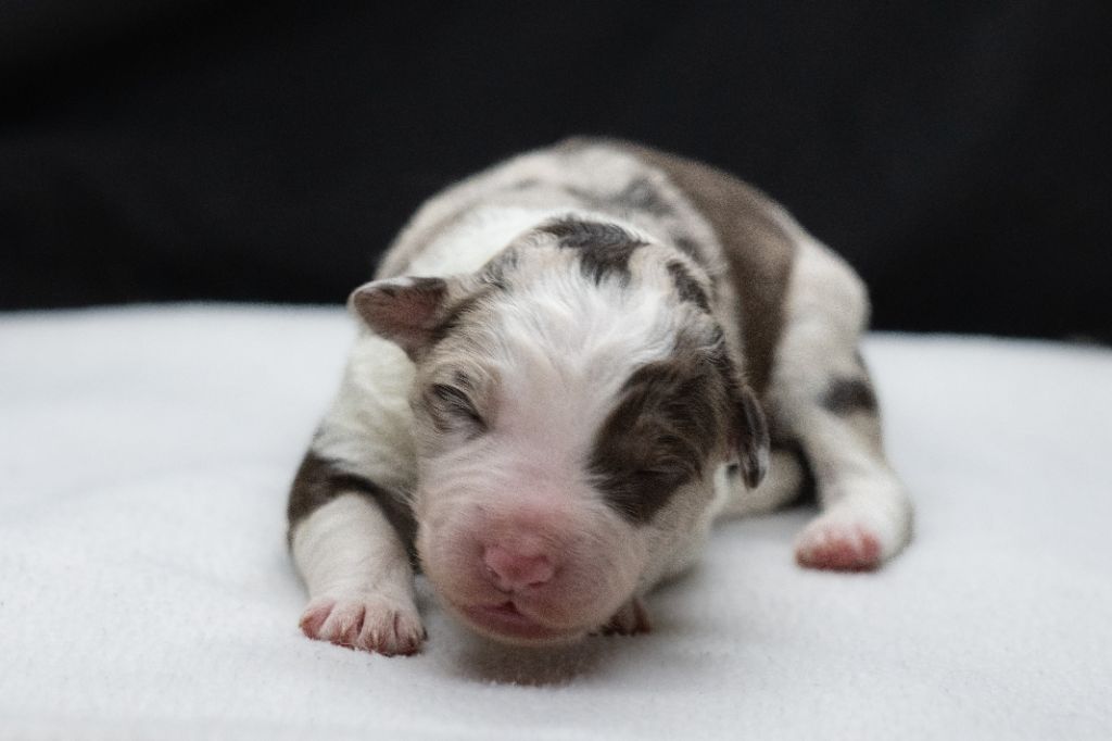 Des Dunes De Gascogne - Chiots disponibles - Border Collie