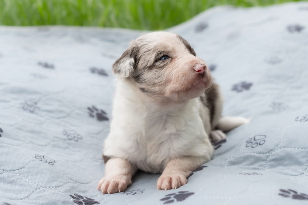 Des Dunes De Gascogne - Chiots disponibles - Border Collie