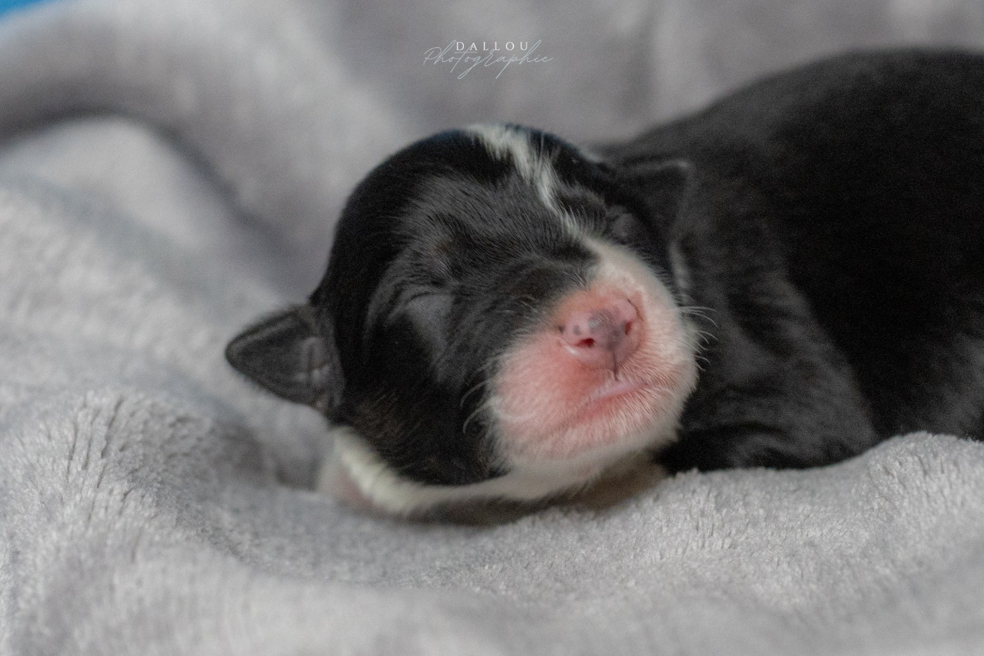 Des Dunes De Gascogne - Chiots disponibles - Border Collie