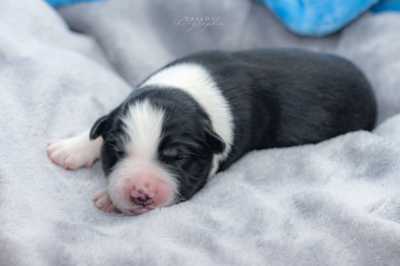 Des Dunes De Gascogne - Chiots disponibles - Border Collie