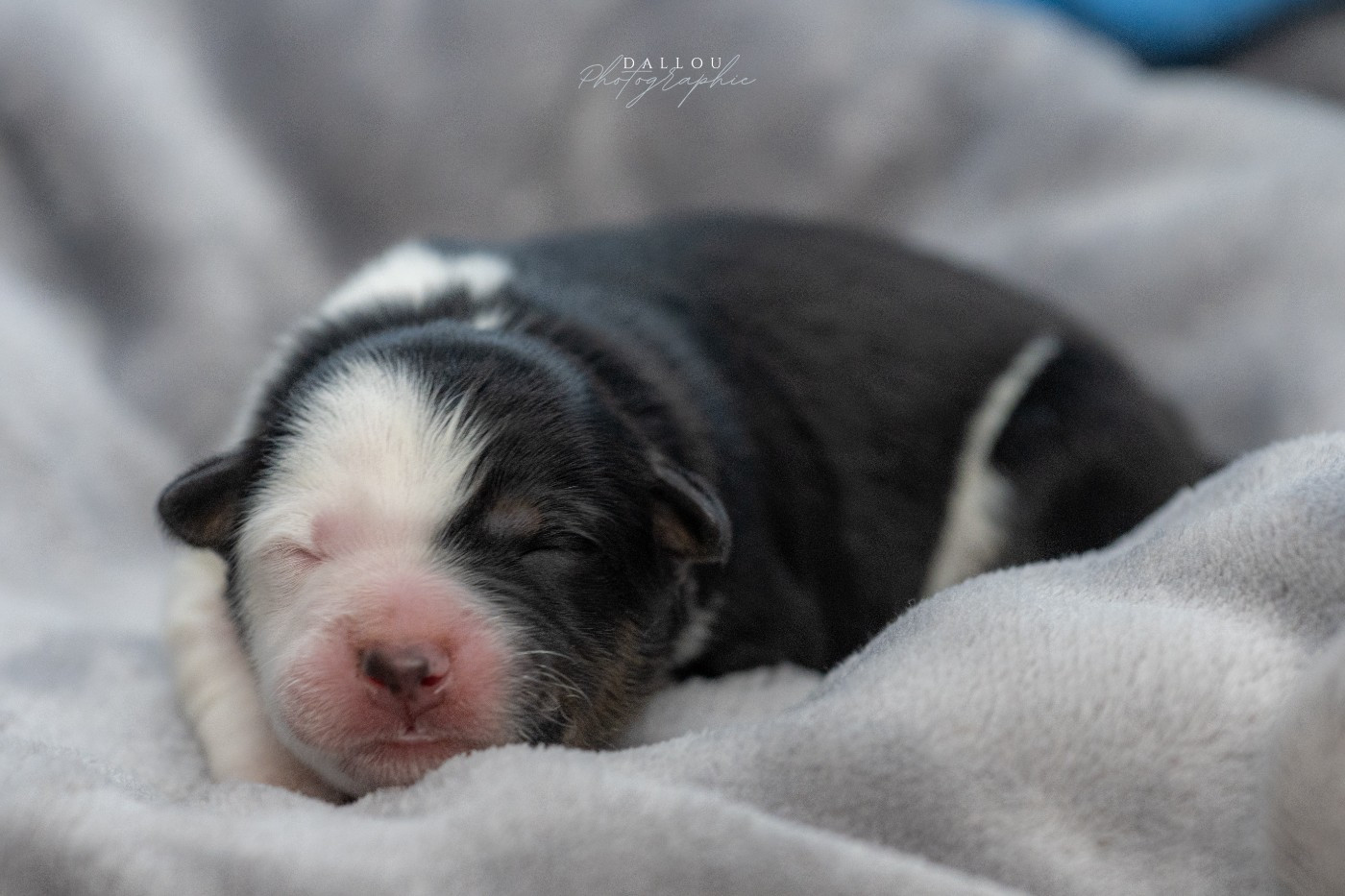 Des Dunes De Gascogne - Chiots disponibles - Border Collie