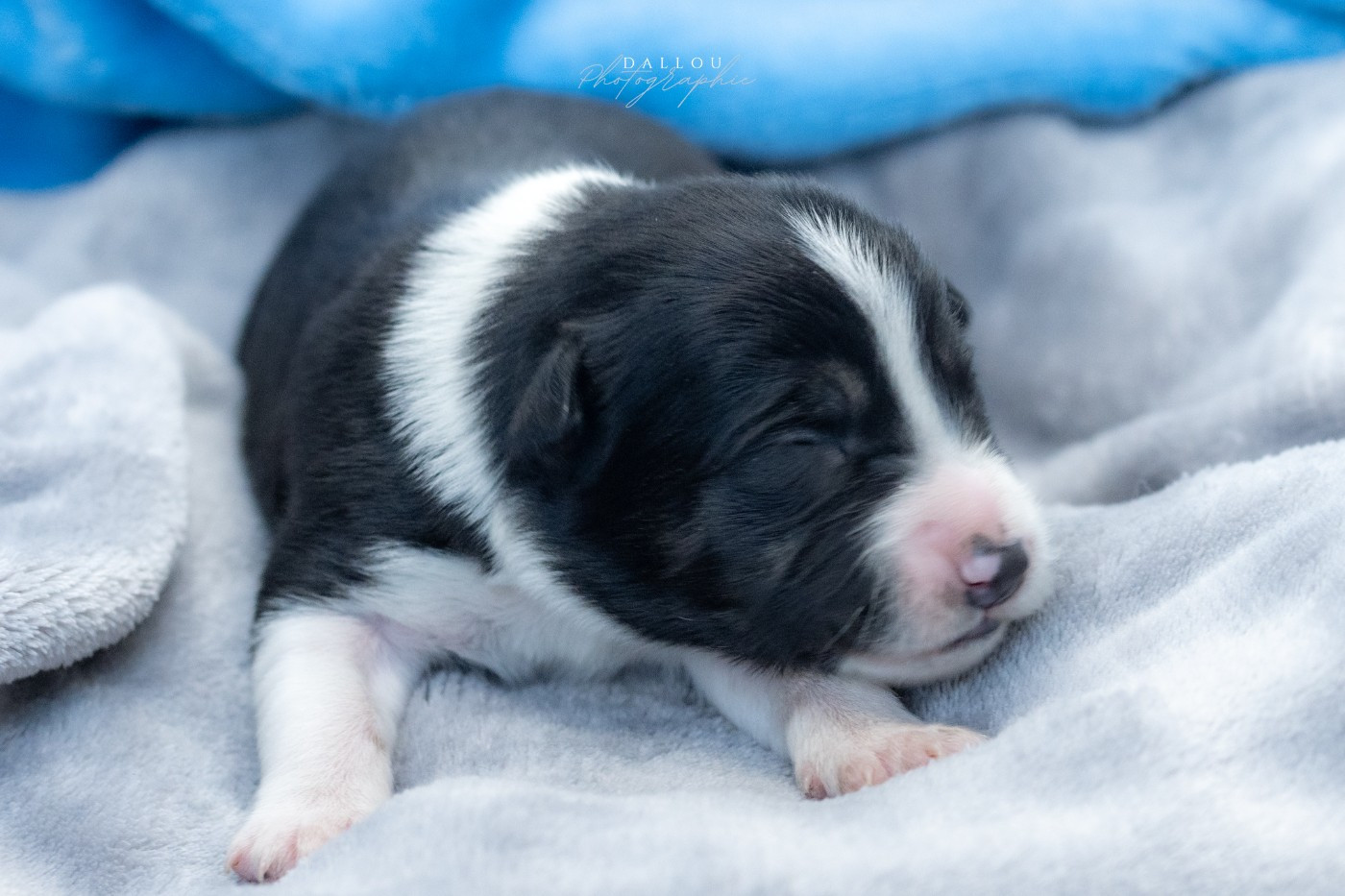 Des Dunes De Gascogne - Chiots disponibles - Border Collie