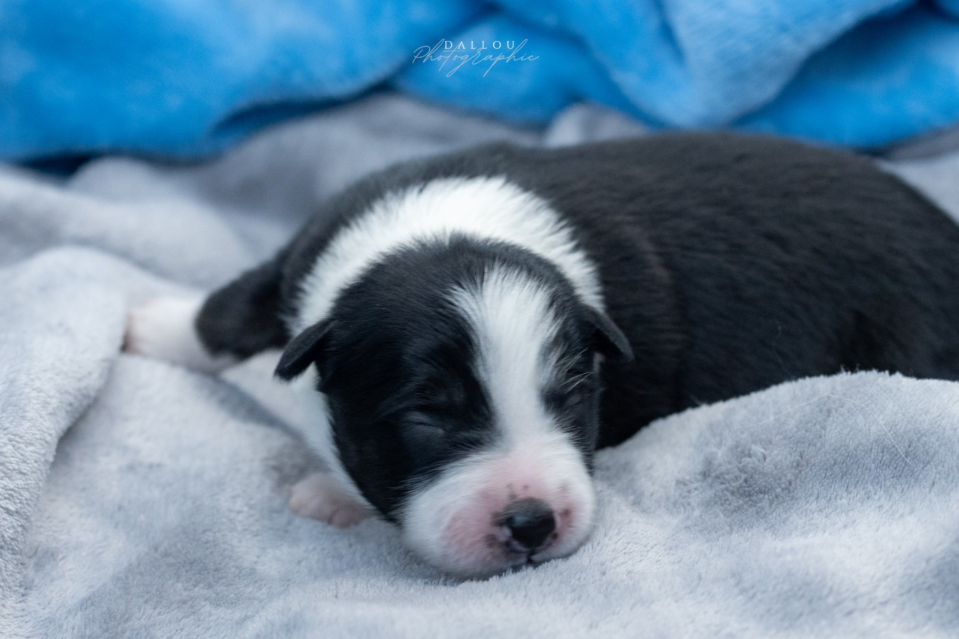 Des Dunes De Gascogne - Chiots disponibles - Border Collie