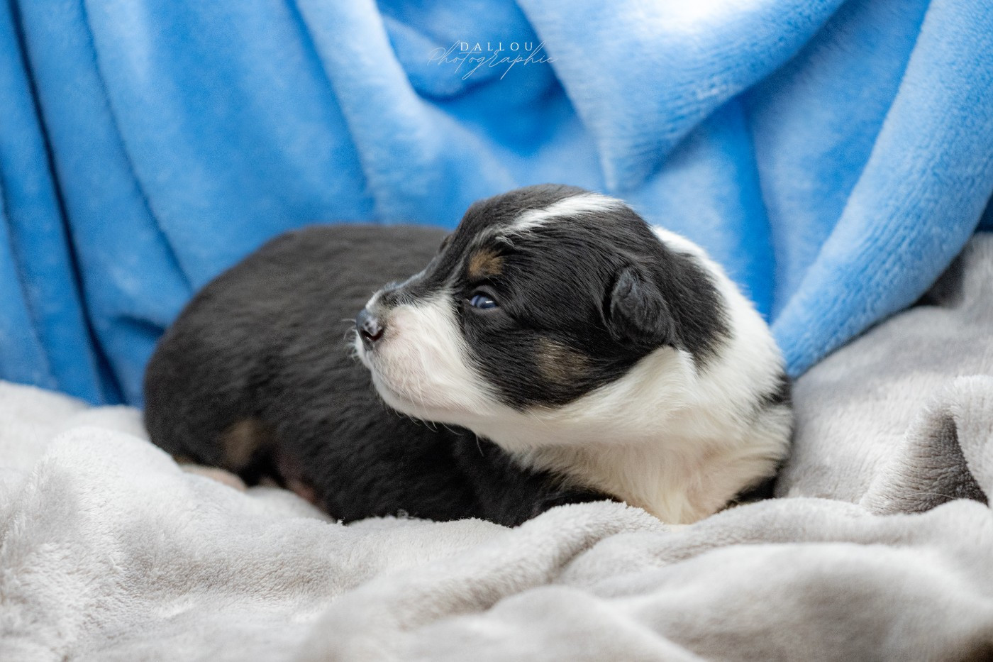 Des Dunes De Gascogne - Chiots disponibles - Border Collie