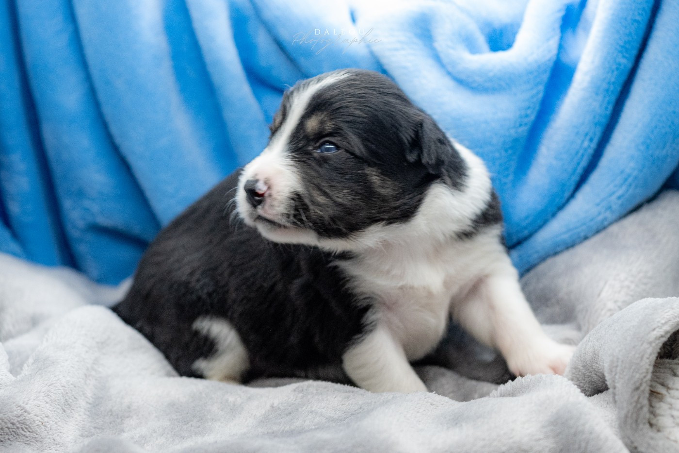 Des Dunes De Gascogne - Chiots disponibles - Border Collie