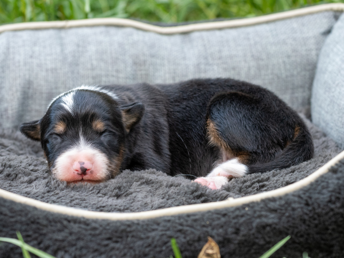 Des Dunes De Gascogne - Chiots disponibles - Border Collie