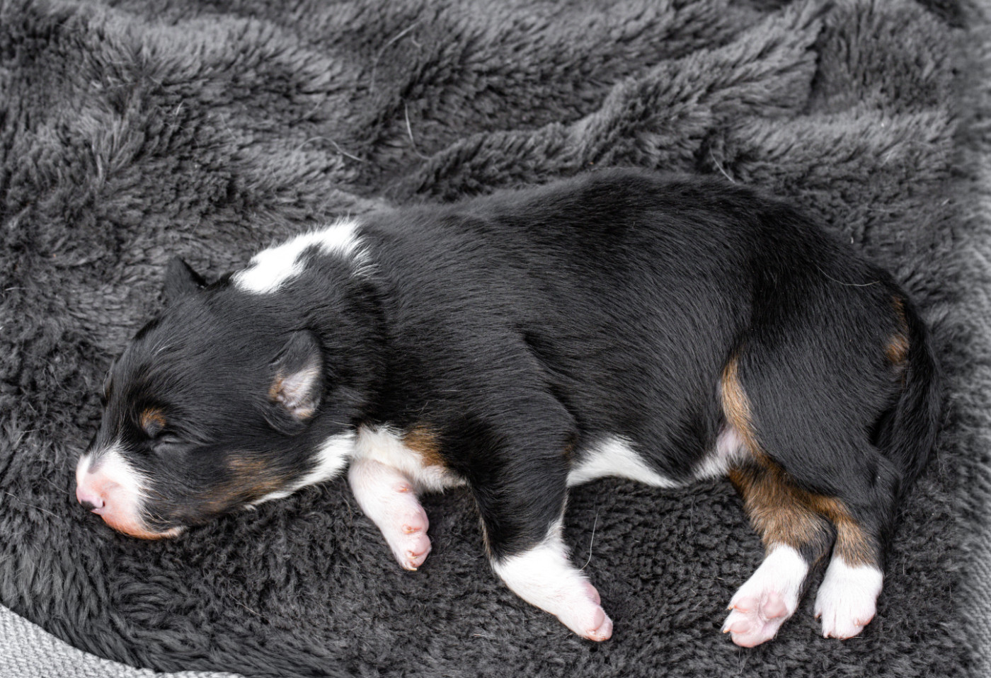 Des Dunes De Gascogne - Chiots disponibles - Border Collie