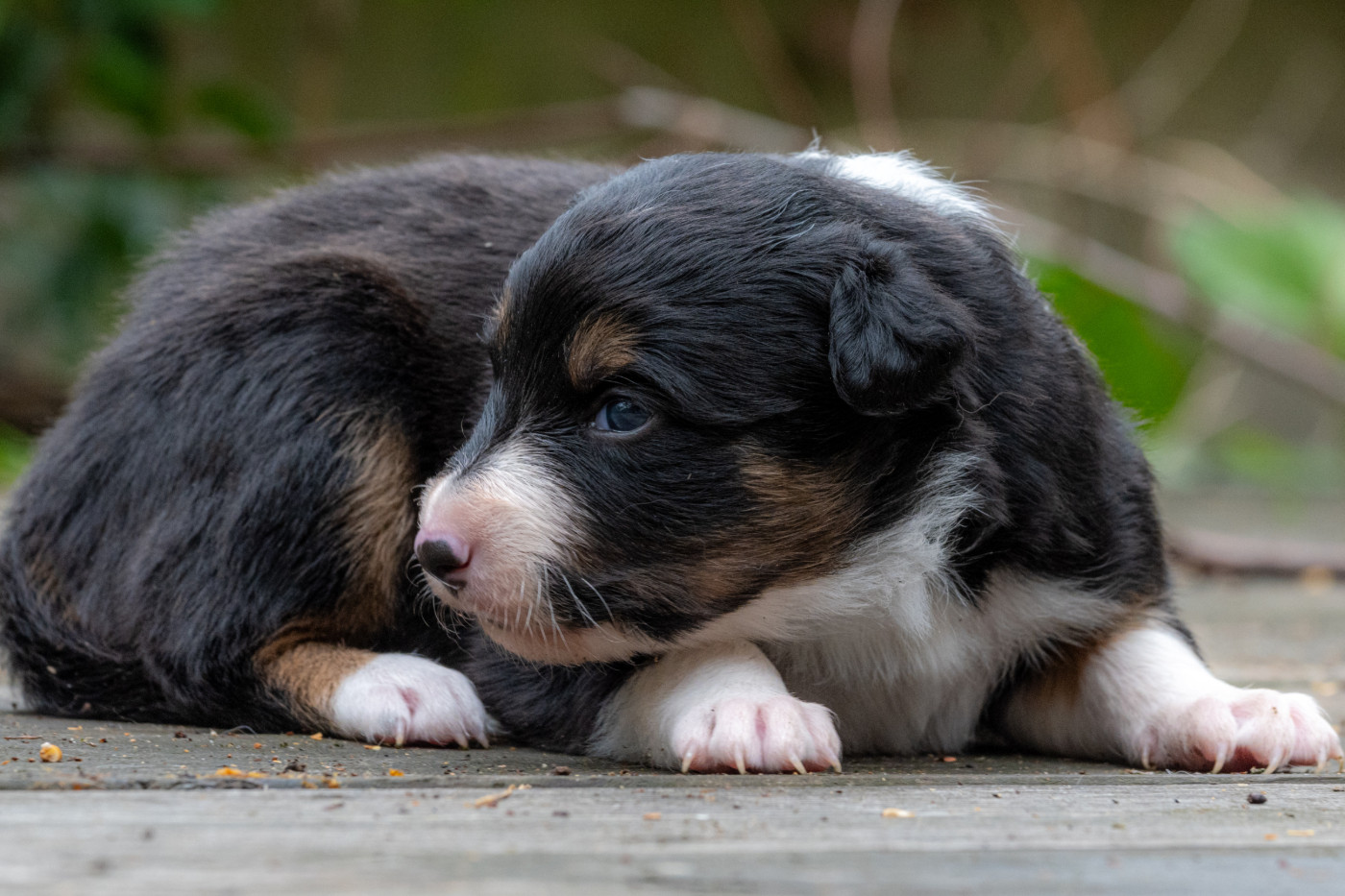 Des Dunes De Gascogne - Chiots disponibles - Border Collie