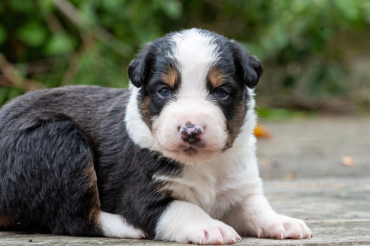 Des Dunes De Gascogne - Chiots disponibles - Border Collie