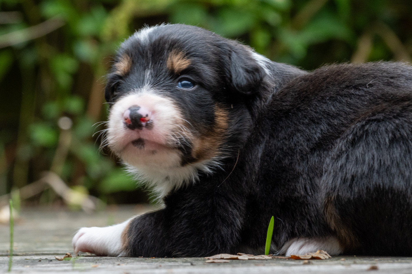 Des Dunes De Gascogne - Chiots disponibles - Border Collie