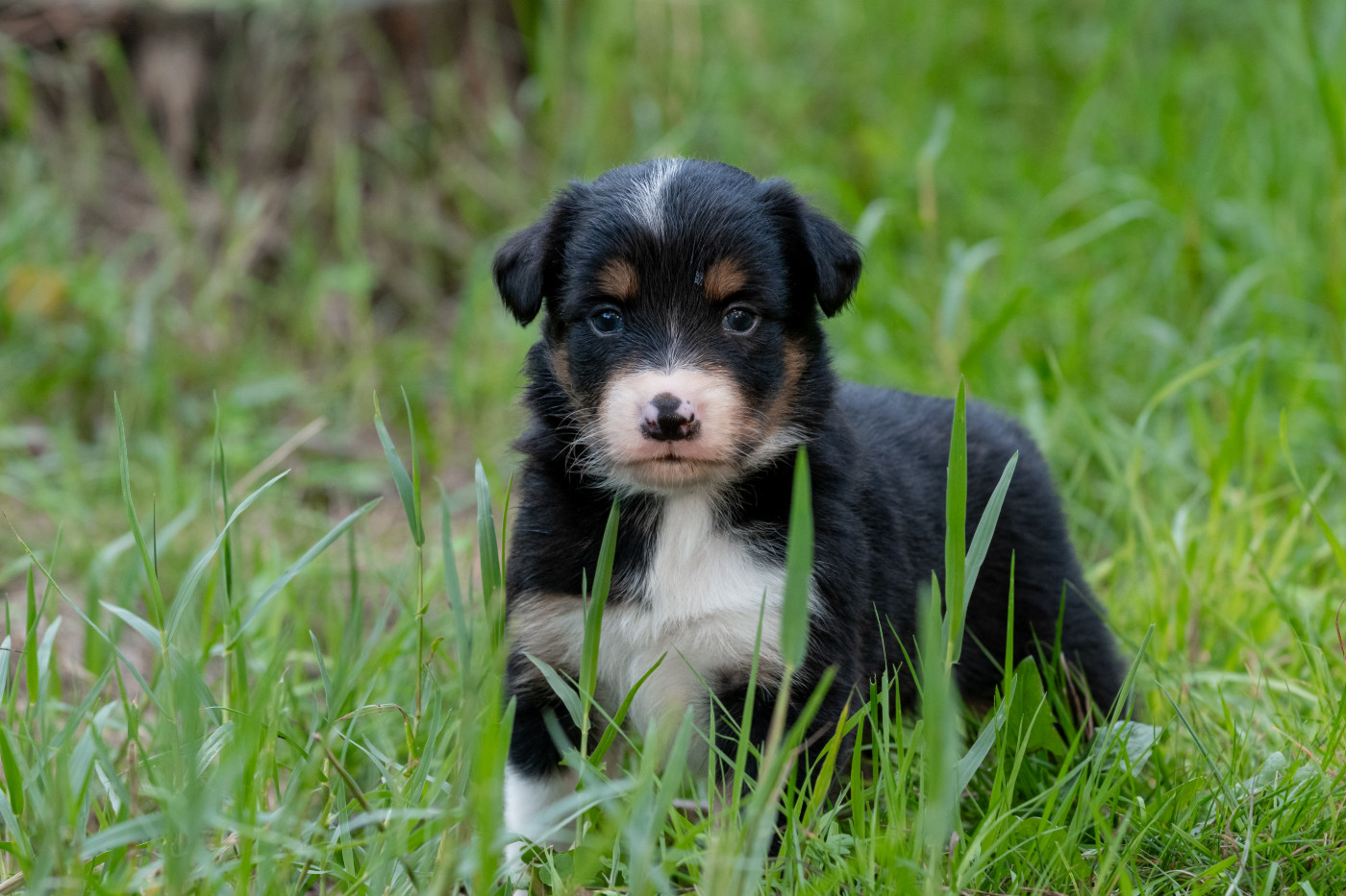 Des Dunes De Gascogne - Chiots disponibles - Border Collie
