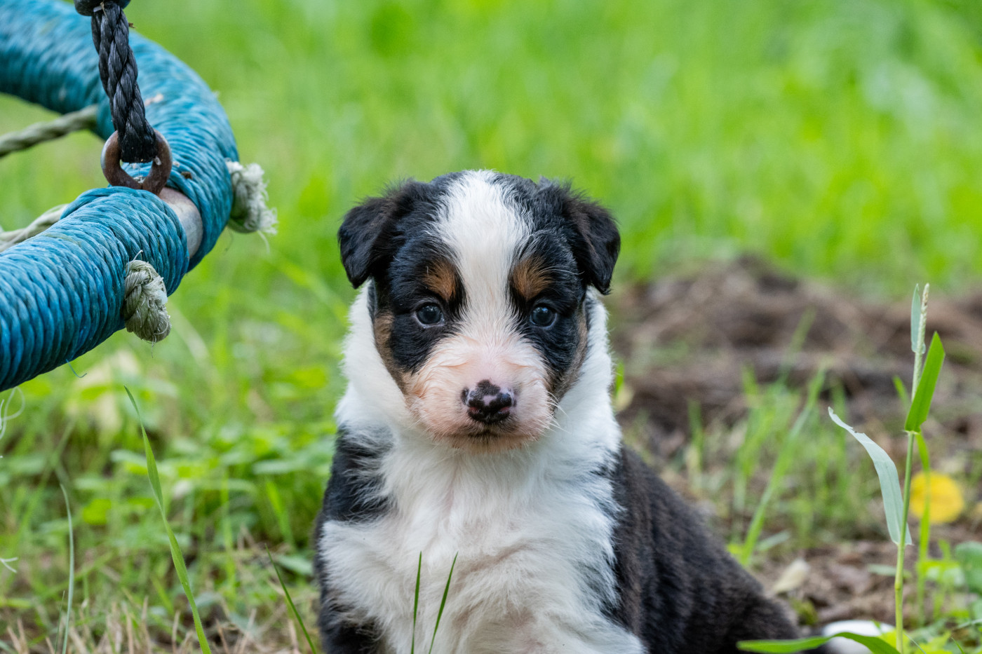 Des Dunes De Gascogne - Chiots disponibles - Border Collie