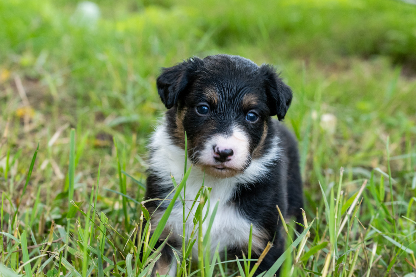 Des Dunes De Gascogne - Chiots disponibles - Border Collie