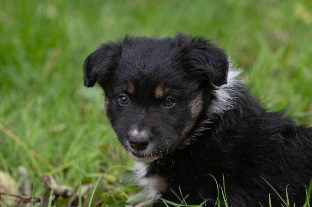 Des Dunes De Gascogne - Chiots disponibles - Border Collie