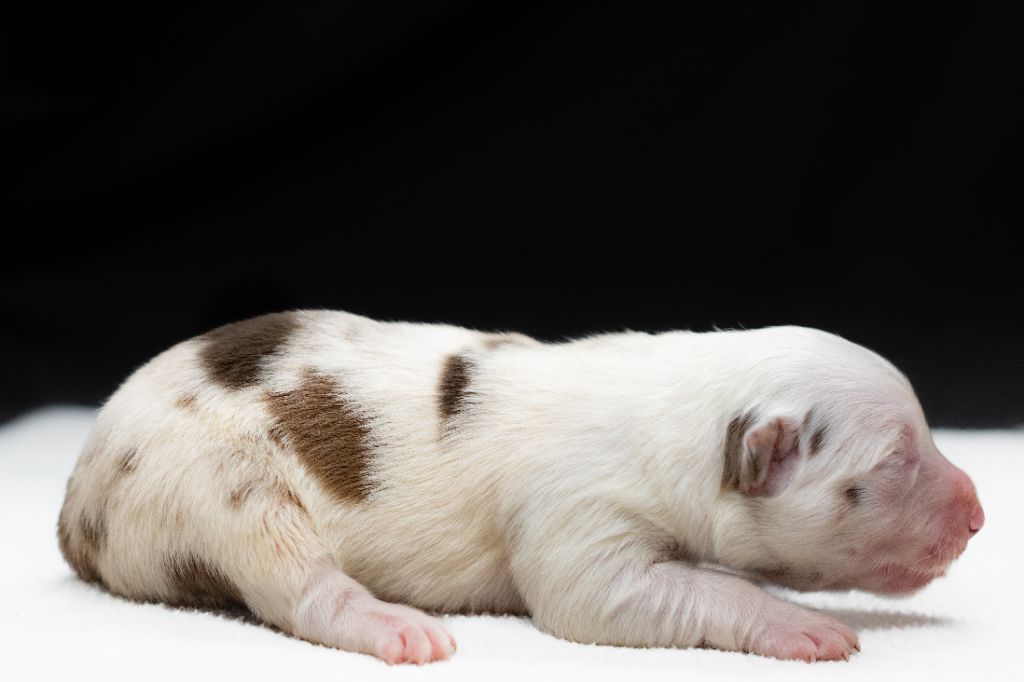 Des Dunes De Gascogne - Chiots disponibles - Border Collie