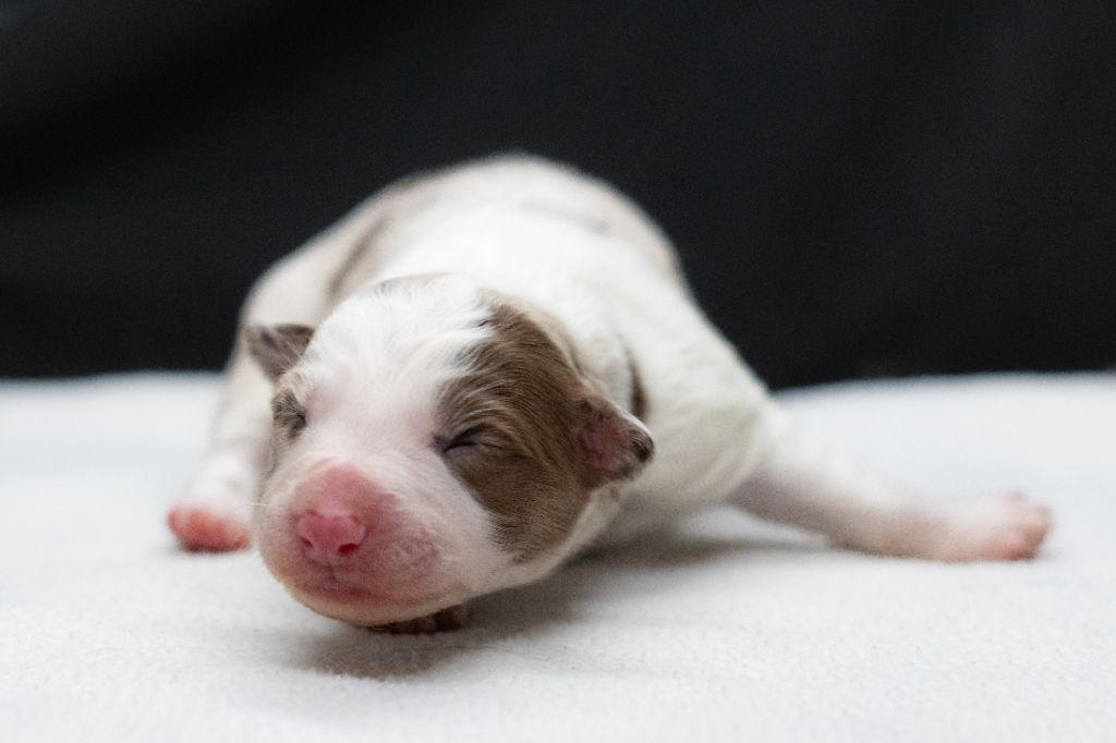 Des Dunes De Gascogne - Chiots disponibles - Border Collie