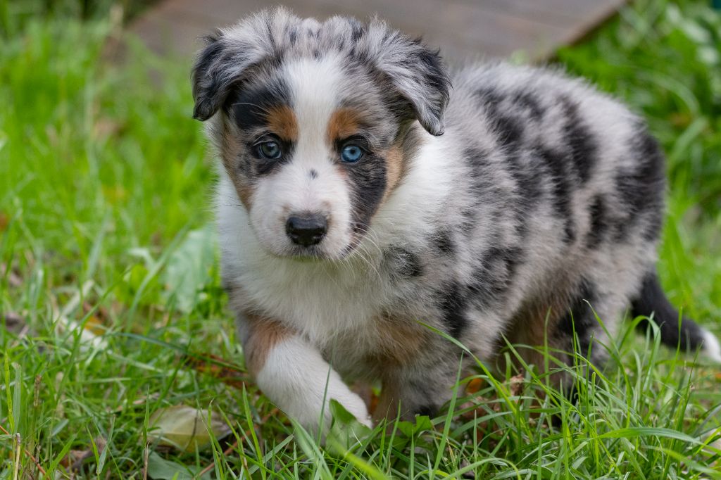 Des Dunes De Gascogne - Chiots disponibles - Border Collie