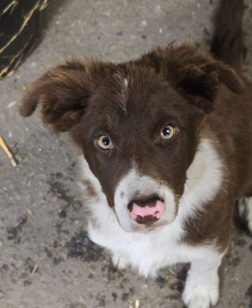 Des Dunes De Gascogne - Chiots disponibles - Border Collie