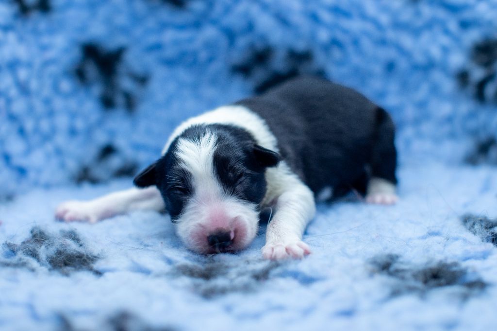 Des Dunes De Gascogne - Border Collie - Portée née le 04/08/2023
