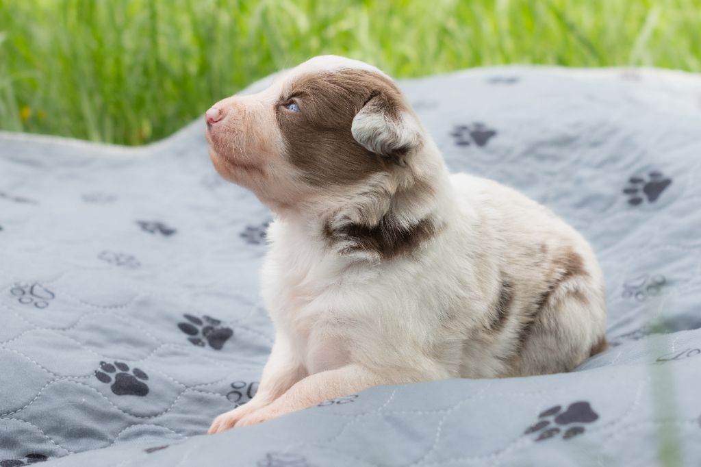 Des Dunes De Gascogne - Chiots disponibles - Border Collie